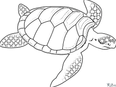 tartaruga Páxinas Para Colorear Imprimibles